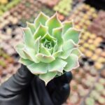 Echeveria simulans
