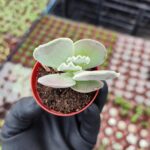 Cotyledon undulata
