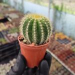 Notocactus leninghausii