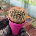 Mammillaria marcosii red