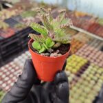 Kalanchoe daigremontiana