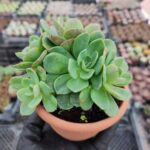 Echeveria Greenprince