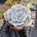 Echeveria Pollux