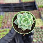 Echeveria Fabiola