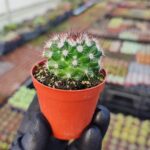 Mammillaria - Siyah Kanca Dikenli Kaktüs