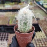 Cephalocereus Senilis