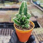 Cereus peruvianus florida