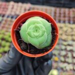 Crassula hemisphaerica