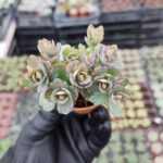 Kalanchoe Fedtschenkoi