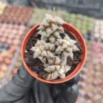 Anacampseros Crinita