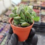 Adromischus cristatus