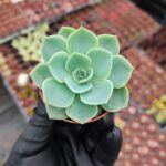 Echeveria glauca