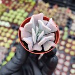 Echeveria Cubic Frost