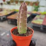 Stapelia angua (Bordo Dev Çiçekli)