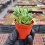 Crassula Mesembrianthoides Subsp. Hispida