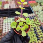 Crassula portulacaria