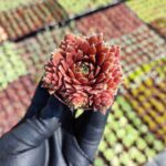 Sempervivum Red Coral