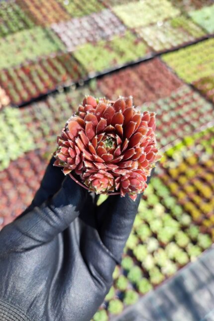 Sempervivum Red Coral