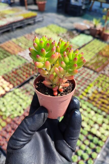 Sedum Rubrotinctum jelybean