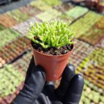 Rhipsalis salicornioides