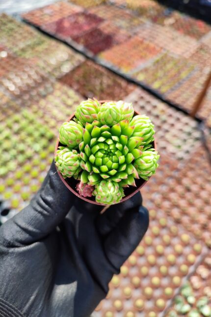 Sempervivum jovibarba