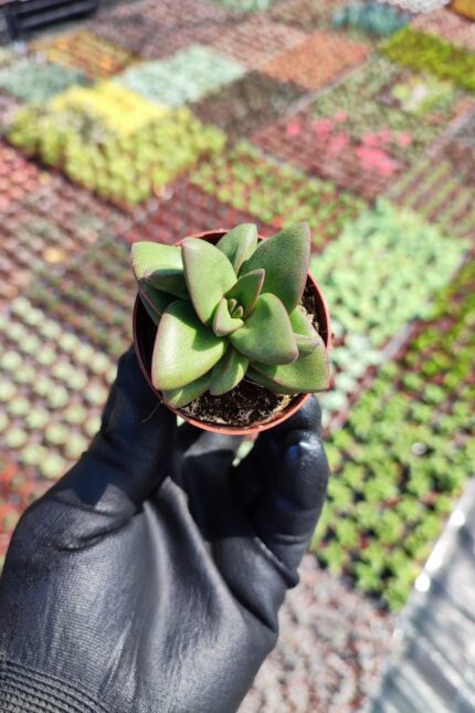 Crassula Benjamin