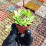 Sempervivum Sir William Lawrence