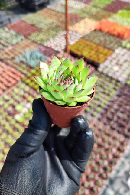 Sempervivum Sir William Lawrence