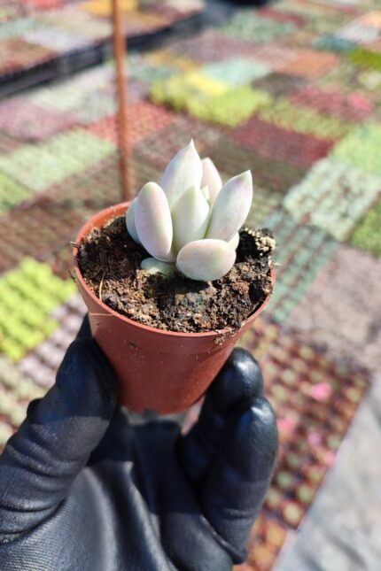 Pachyveria corvus