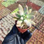 Graptosedum francesco baldi