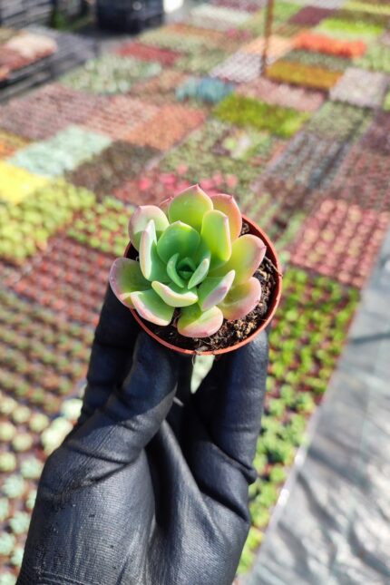 Echeveria greenprince