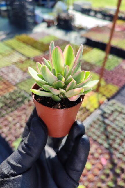 Crassula Swaziensis Variegata