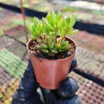 Crassula radicans