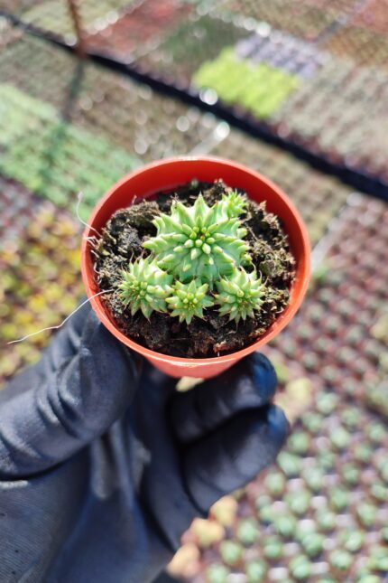 Euphorbia Suzanne