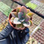 Echeveria Chroma Sukulent
