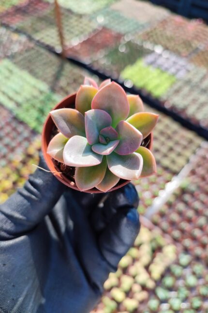 Echeveria Chroma Sukulent