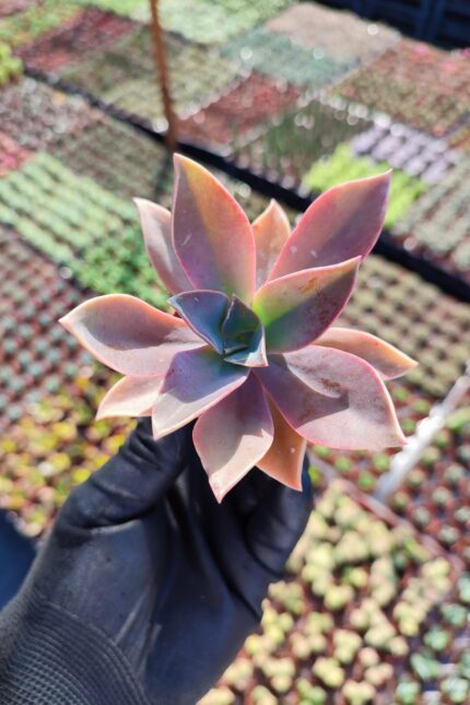 Echeveria fred ives