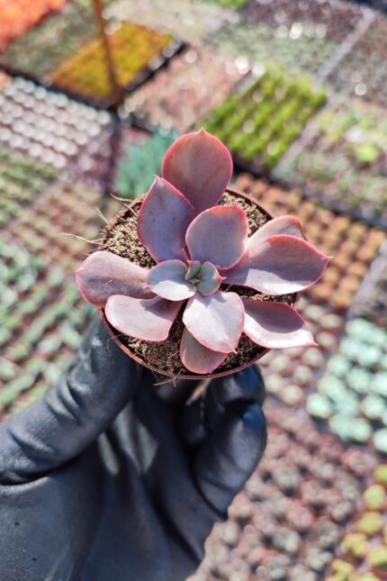 Echeveria painted frills
