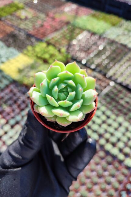 Echeveria derosa