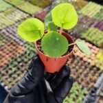 Pilea Sukulent