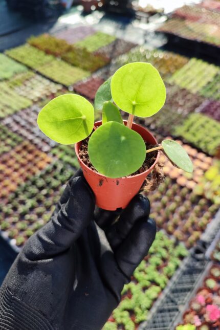 Pilea Sukulent