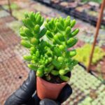 Sedum Rubrotinctum jelybean