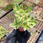 Crassula sarmentosa Variegata (Sarkan Tür)