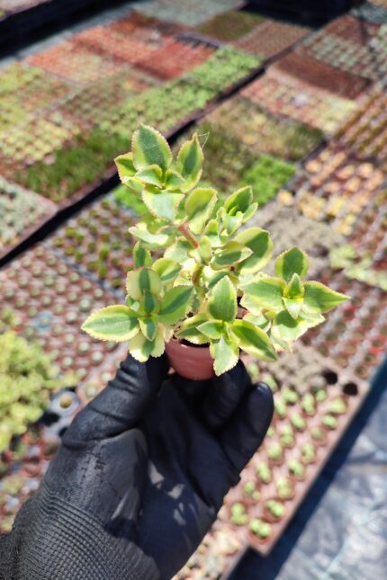 Crassula sarmentosa Variegata (Sarkan Tür)