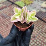 Aptenia cordifolia variegata - Buz Çiçeği