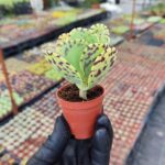 Kalanchoe Marmorota
