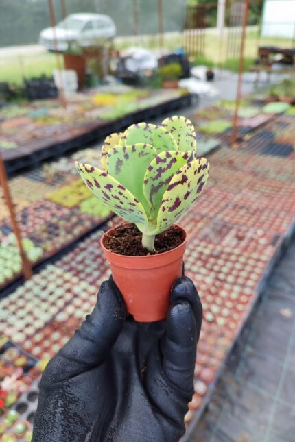 Kalanchoe Marmorota