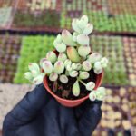 Cotyledon Pendens - Turuncu Çan Çiçekli Sukulent