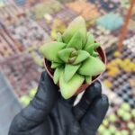 Crassula Benjamin