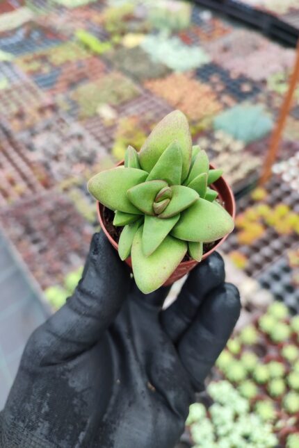 Crassula Benjamin